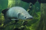 Arapaima gigas