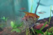 Pterophyllum acalare. Pez angel