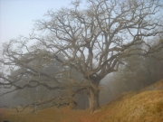 Roure de la senyora ( Quercus humilis )2de2