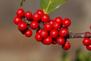 Ilex aquifolium, fruits