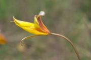 Tulipa australis