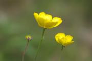 Ranunculus gramineus