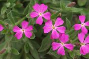 Silene diclinis