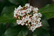 Viburnum tinus