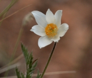 Herba del vent.