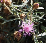 Centàurea paniculada.