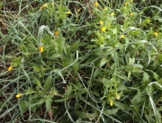 Boixac de camp (Calendula arvensis)