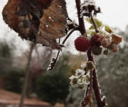 Gerd  (Rubus idaeus).