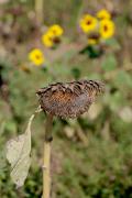 Girasol (Helianthus annuus)