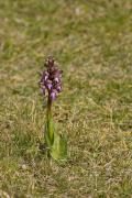 Orquídies. Ophrys sphegodes ?