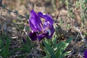 Lliri blau (Iris germanica) 2de2