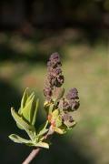 Lilá (Syringa vulgaris)