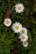 Margarides ( Bellis annua)