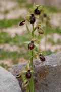 Aranyosa (Ophrys sphegodes).