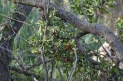 Galzeran (Ruscus aculeatus)