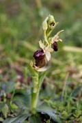 Aranyosa (Ophrys sphegodes). 2de2