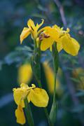 Lliri groc (Iris pseudacorus)