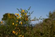 Gatosa (Ulex parviflorus)