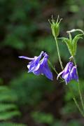 Corniol. Aquilegia vulgaris 1de2