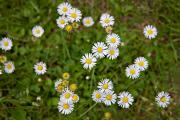 Margarides ( Bellis annua)