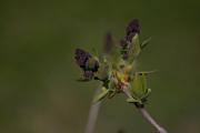 Lilá (Syringa vulgaris)