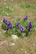 Lliri blau (Iris germanica)