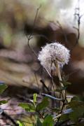 Taraxacum officinalis