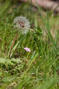 Dent de Lleó (Taraxacum officinale) 1de2