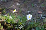 Estepa negra (Cistus monspeliensis)