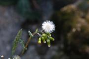 Xenixell (Senecio vulgaris)