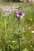 Malva de runa (Lavatera cretica) 1de2