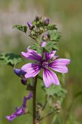 Malva de runa (Lavatera cretica) 2de2