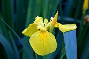 Lliri groc (Iris pseudacorus)