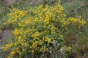 Gatosa (Ulex parviflorus)   1de2