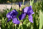 Lliri blau (Iris germanica) 1de2