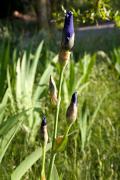 Lliri blau (Iris germanica) 2de2