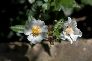 Estepa negra (Cistus monspeliensis)