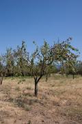 Ametller ( Prunus amygdalus ) 1de2