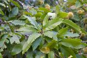 Castanyer fulles ( Castanea sativa) 3de3