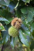 Castanyer fruit ( Castanea sativa) 2de3