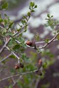 Garric (Quercus coccifera)