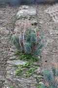 Arròs de pardal (Sedum sediforme)