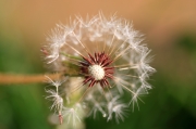 Dent de Lleó. (Taraxacum officinale)