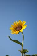 Girasol (Helianthus annuus)