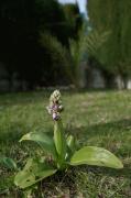 Orquídies. ( Barlia robertiana )