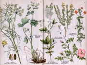 Atlas . Plantas medicinales.1914 7de7