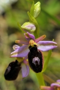 Orquídia Abellera catalàunica (Ophrys bertolonii)
