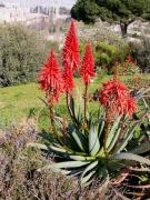 Aloe arborescens