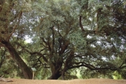 Alzina de Can Ferrerons (Quercus ilex)