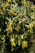 Alzina carrasca (Quercus ilex subsp rotundifolia)
